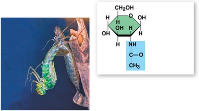 Chitin structure and function