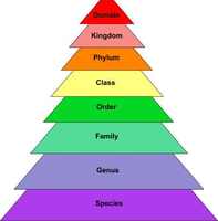 Taxonomic hierarchy pyramid