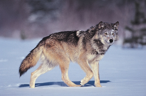 Gray wolf (Canis lupus)