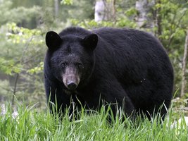 Black bear (Ursus americanus)