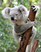 Koala (Phascolarctos cinereus)