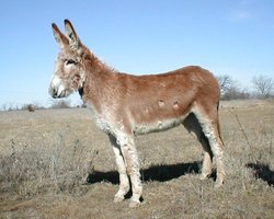Donkey