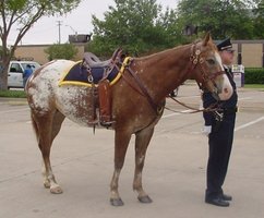 Horse