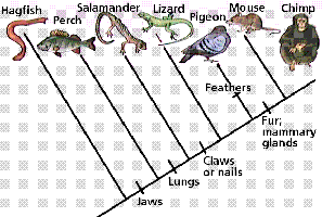 Phylogenetic tree showing evolutionary relationships among vertebrates