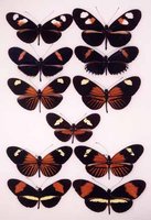 Morphological variation in butterfly wing patterns