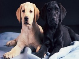 Two dogs illustrating biological species concept