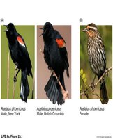 Sexual dimorphism in red-winged blackbirds