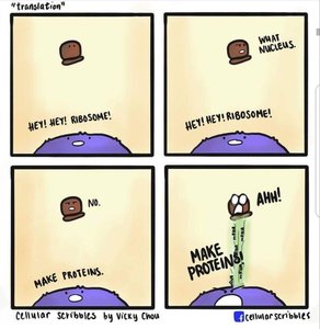 Cartoon illustrating translation and ribosome function