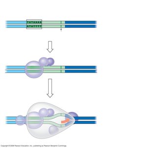 Transcription initiation complex with TATA box