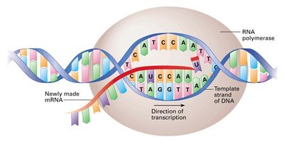 Transcription elongation and termination