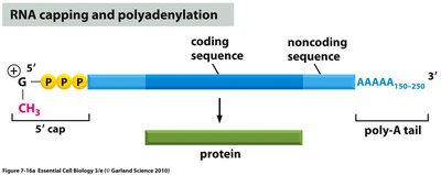 RNA capping and polyadenylation