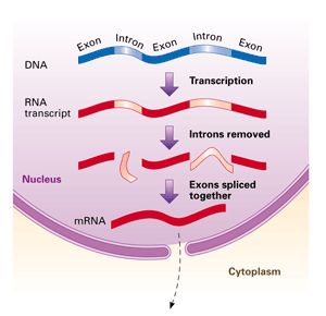 Splicing: Introns removed, exons joined