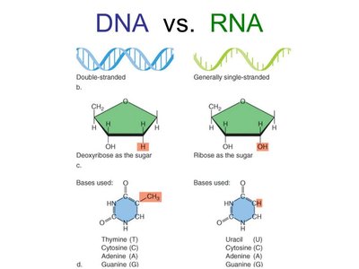 DNA vs. RNA comparison