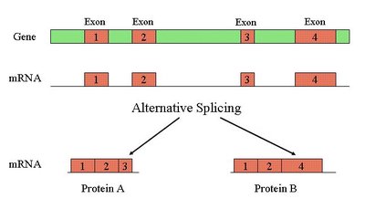 Alternative splicing produces different proteins