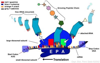 Translation elongation: tRNA and ribosome