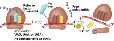 Translation termination: release factor and polypeptide