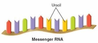 Messenger RNA structure with uracil
