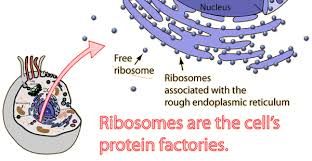Ribosomes as protein factories