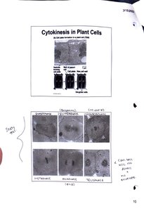 Plant cell cytokinesis stages