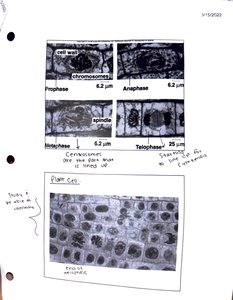 Microscopic views of mitosis in plant cells