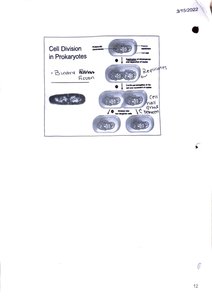 Binary fission in prokaryotes