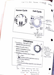 Human Cycle and Cell Cycle diagrams