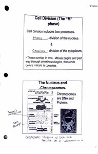 Cell Division and Chromosomes