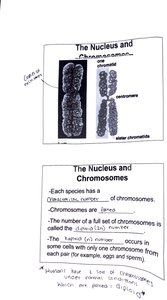 Chromosome structure