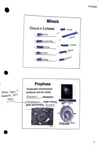 Phases of mitosis