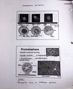 Prometaphase and spindle attachment