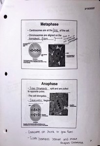 Metaphase alignment