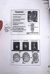 Telophase and cytokinesis
