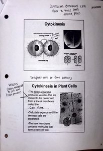 Cytokinesis in animal cells
