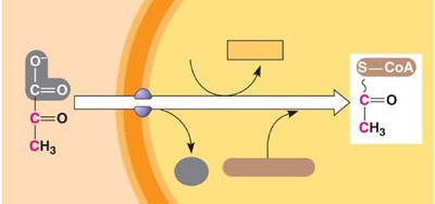 Diagram of pyruvate transport and conversion to acetyl CoA