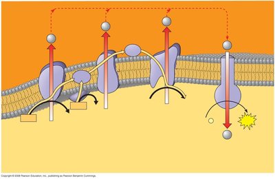 Diagram of ATP synthase and chemiosmosis