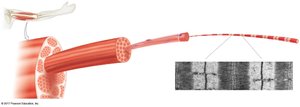 Structure of skeletal muscle showing muscle fiber, myofibril, and sarcomere