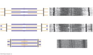 Diagram showing sarcomere structure during contraction and relaxation