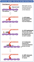Process model for actin-myosin interaction during muscle contraction