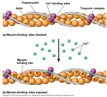 Regulation of muscle contraction by calcium, troponin, and tropomyosin