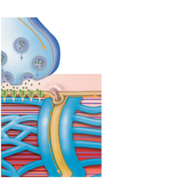 Neuromuscular junction showing neurotransmitter release and muscle fiber activation