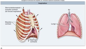 Inspiration: diaphragm contracts, chest cavity expands, lungs fill with air