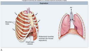 Expiration: diaphragm relaxes, chest cavity contracts, air expelled from lungs