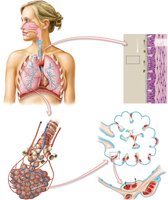 Human respiratory system: airflow, tracheal lining, alveolar cluster