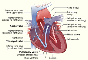 Heart anatomy: chambers, valves, major vessels, blood flow direction