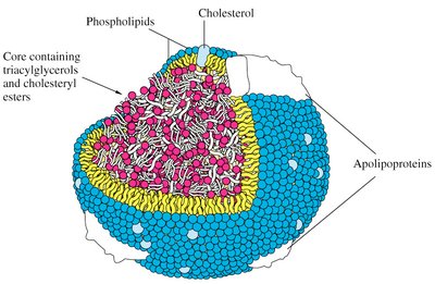 General Biology Lipids Study Guide: Key Concepts & Functions | Notes