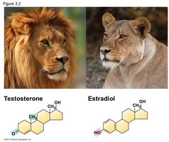 Table of common chemical groups and examples