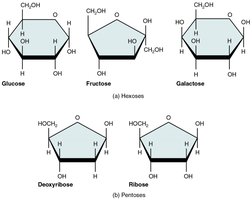Structures of common monosaccharides