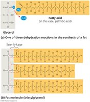 Synthesis and structure of a fat