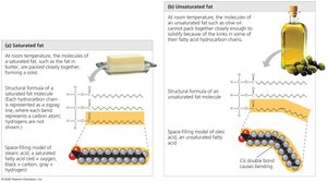 Saturated and unsaturated fats