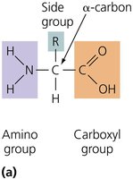Structure of an amino acid